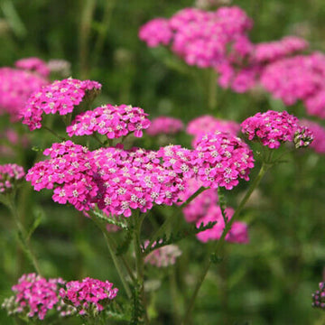 Heirloom Pink Yarrow Flower Seeds for Planting, Non-GMO, Vibrant Color Blooms