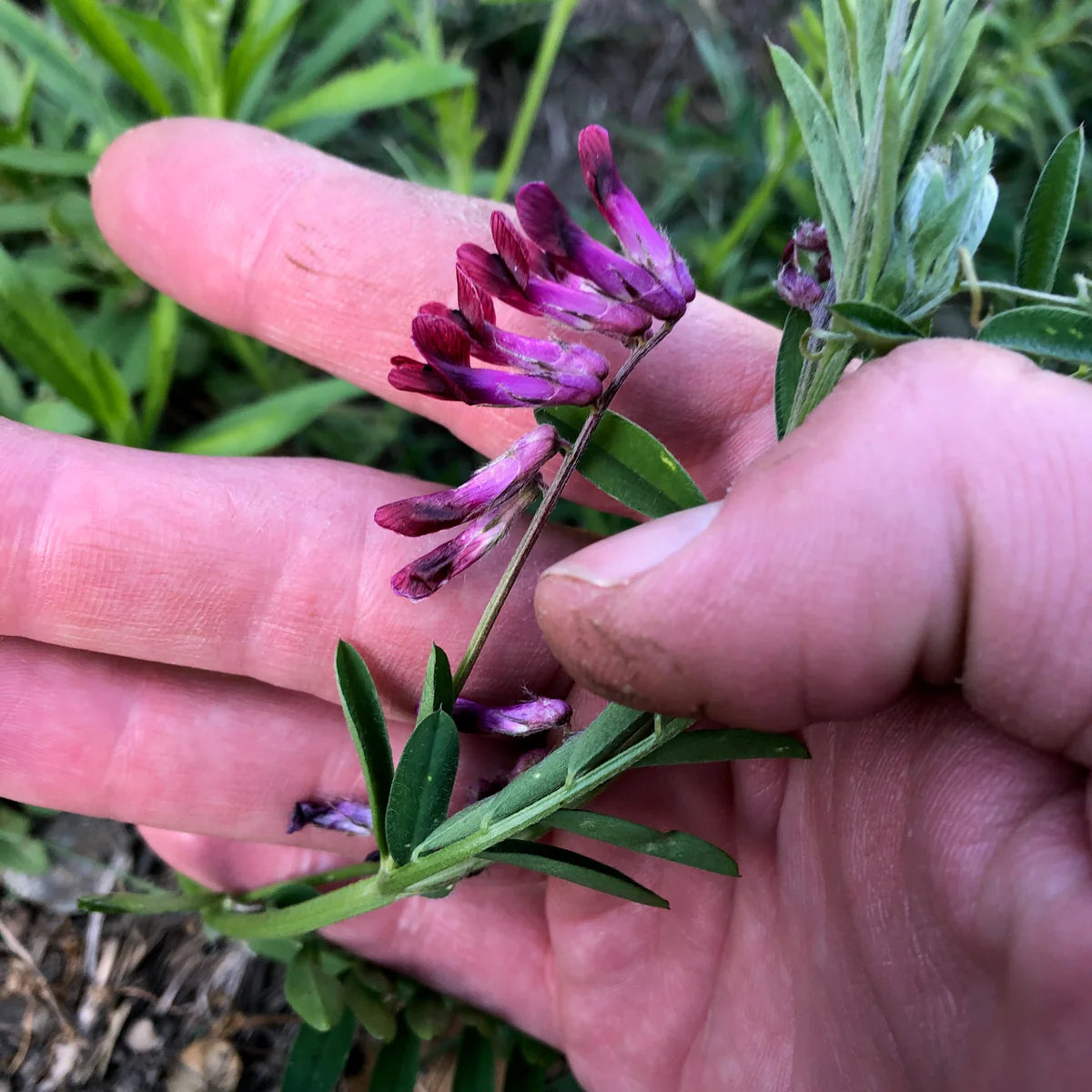 Purple Vetch Flower Seeds for Planting, Fresh, 100 pcs for planting in your garden.