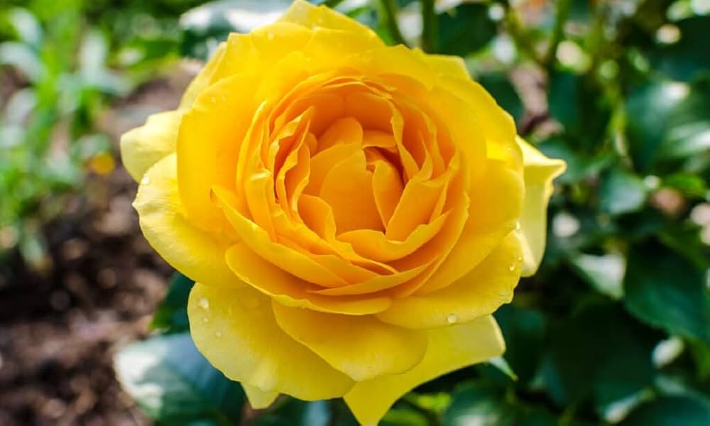 Deep Yellow Rose Plant Seeds for Planting - Non-GMO Heirloom Garden Seeds for Growing seeds for planting in home garden