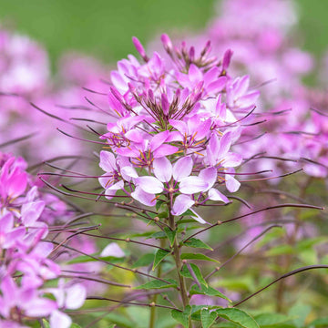 Pink Cleome Flower Seeds for Planting – Heirloom, Non-GMO Flower Seeds with Delicate Petals