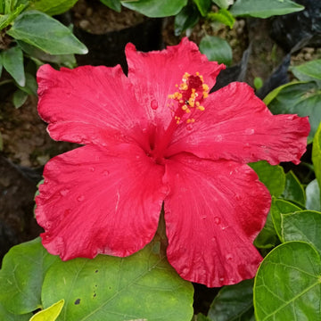 Burgundy Hibiscus Flower Seeds – Heirloom Non-GMO Flower Seeds for Planting with Rich Color