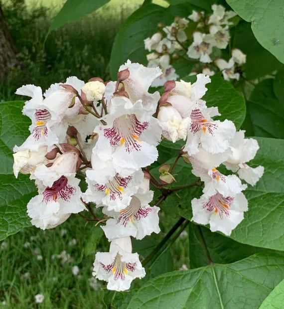 Catalpa Flower Seeds for Planting, NON GMO Seeds seeds for planting in home garden