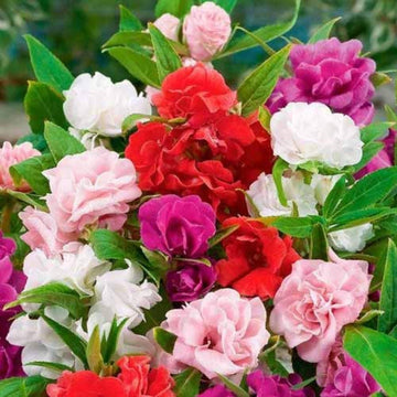 Heirloom Non-GMO Mixed Impatiens Balsamine Flower Seeds – Colorful Blooms for Garden Planting