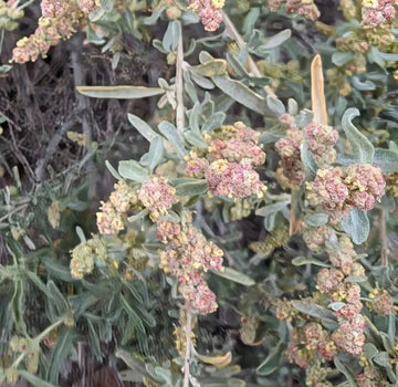 Atriplex Canescens Seeds for Planting - NON GMO Seeds