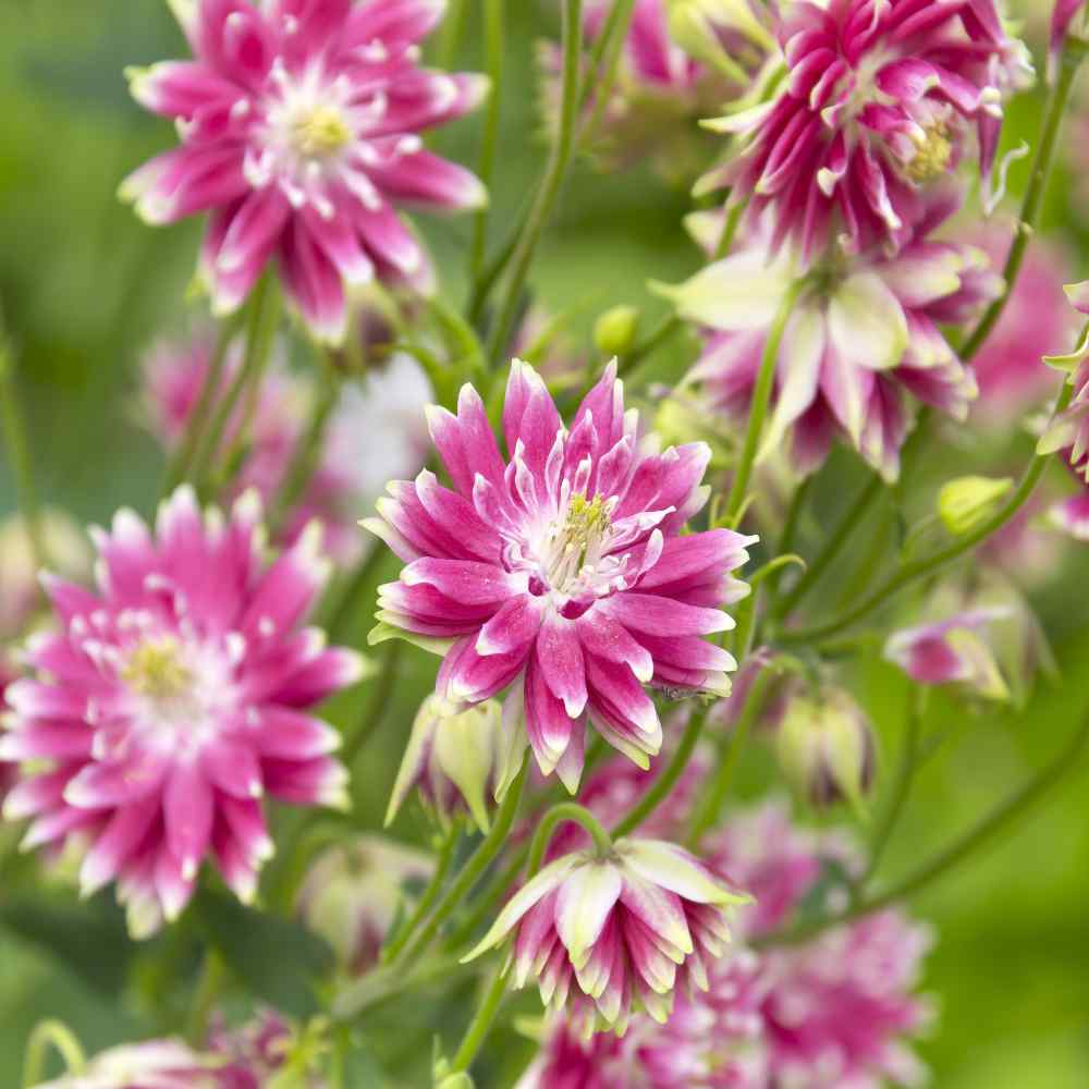 Heirloom Non-GMO Pink Nora Barlow Flower Seeds for Garden Planting for planting in home garden