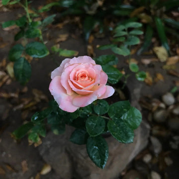 Miniature Rose Heirloom Non-GMO Seeds for Planting