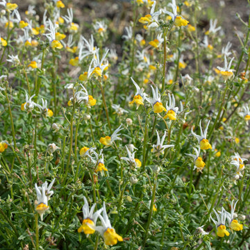 Heirloom Non-GMO Mixed Nemesia Masquerade Flower Seeds for Colorful Garden Display Planting