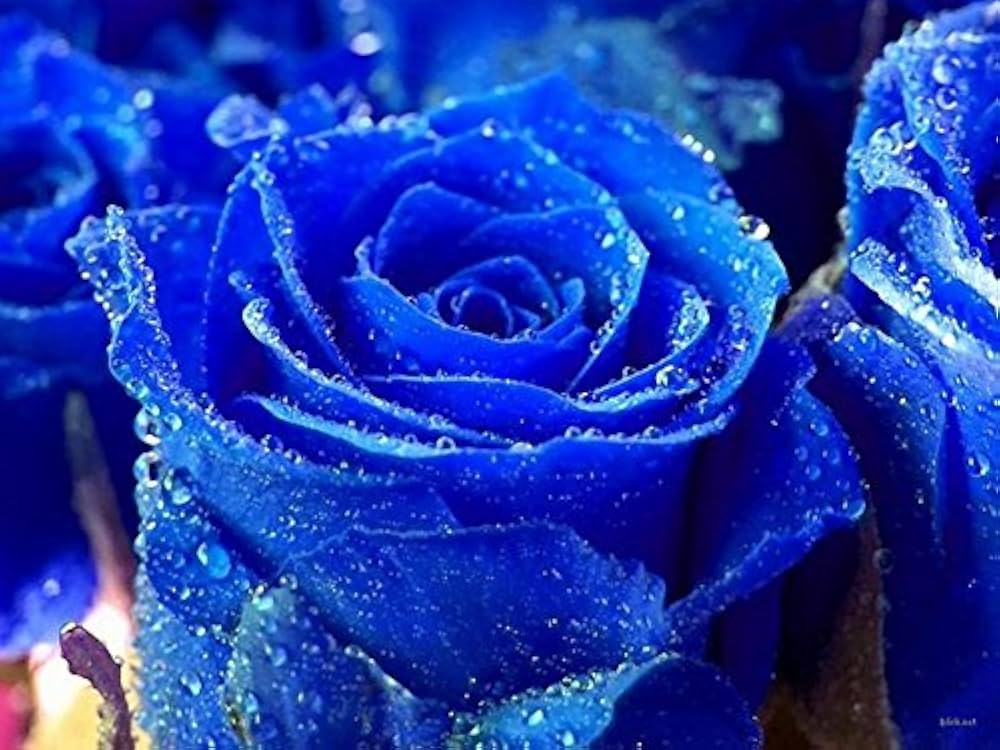 Rainy Blue Rose Plant Seeds for Planting - Non-GMO Heirloom Garden Seeds for Growing seeds for planting in home garden