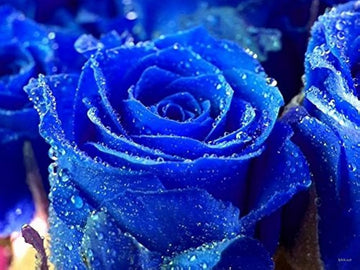 Rainy Blue Rose Plant Seeds for Planting - Non-GMO Heirloom Garden Seeds for Growing
