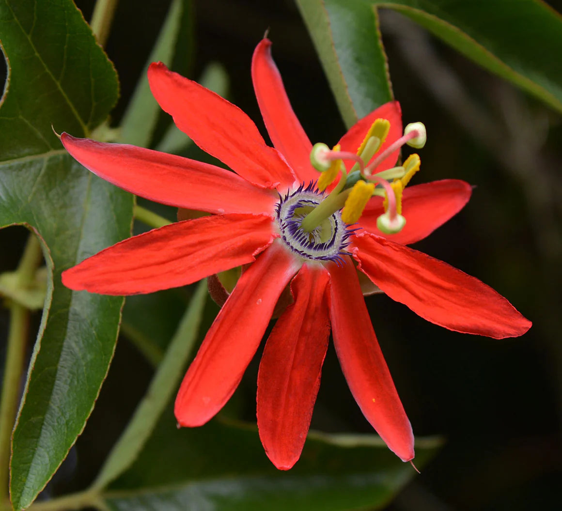 Passiflora Coccinea Flower Seeds for planting in home garden