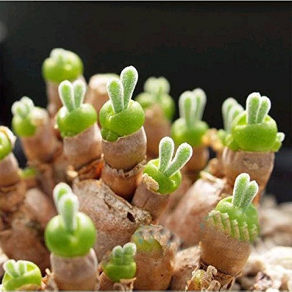 Green (Green scientific name) for planting in garden