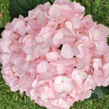 Heirloom Baby Pink Hydrangea Flower Seeds, Non-GMO Soft Blooms for Planting