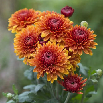 Orange Red Chrysanthemum Flower Seeds – Heirloom Non-GMO Blooms for Vibrant Fall Gardens