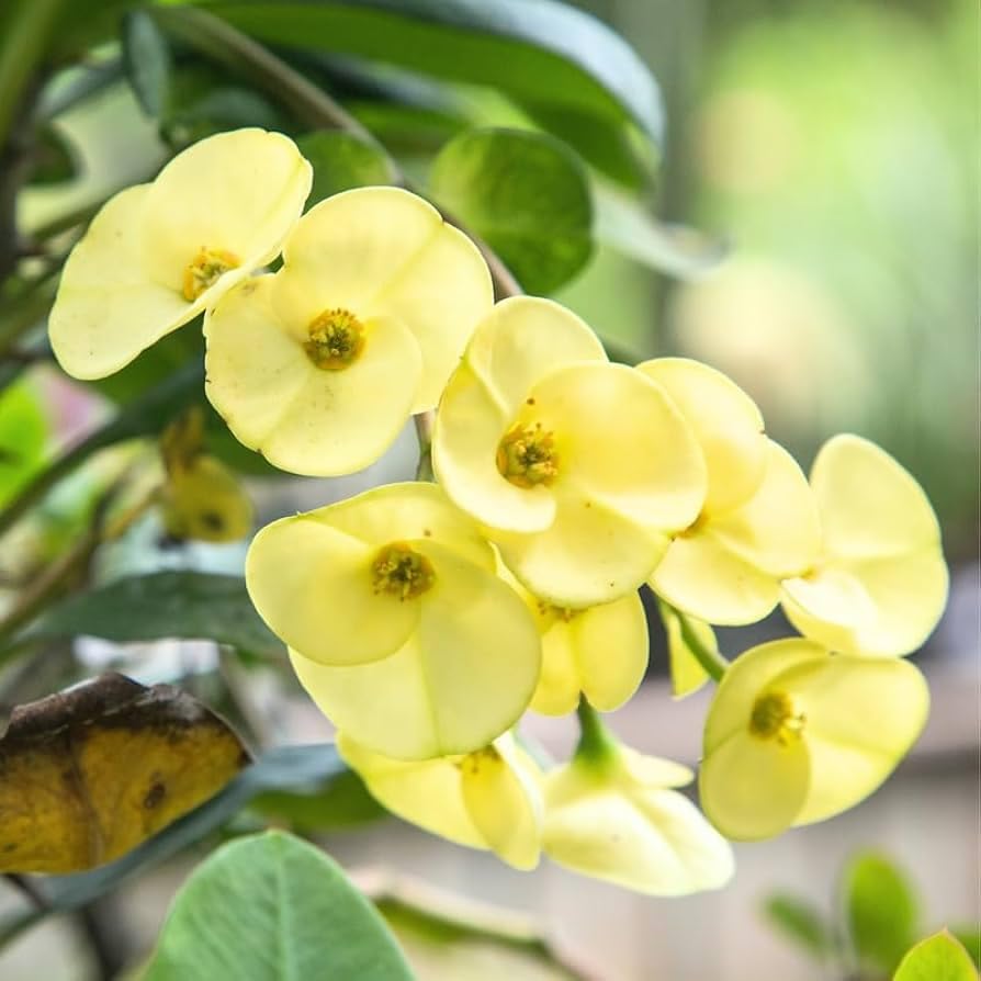 Heirloom Yellow Euphorbia Flower Seeds for Planting, Non-GMO for planting in home garden
