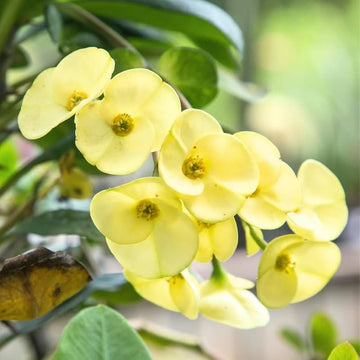 Heirloom Yellow Euphorbia Flower Seeds for Planting, Non-GMO