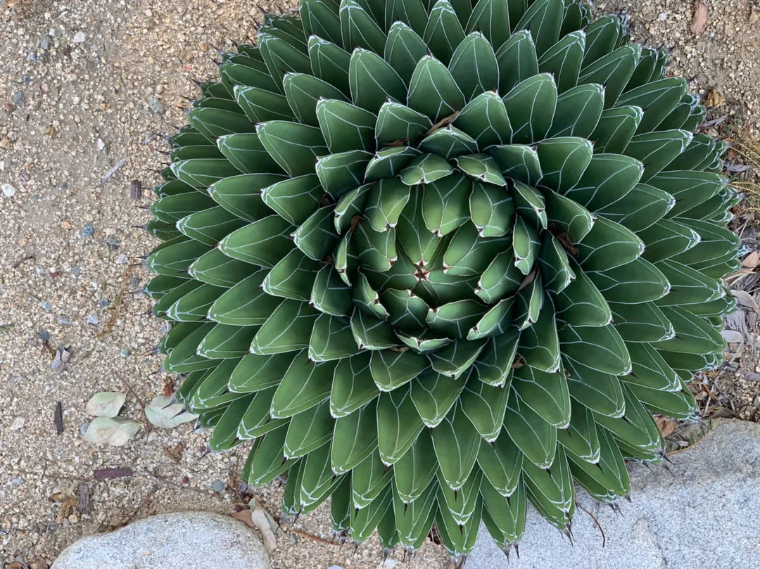 Heirloom Agave Victoriae Plant Seeds, Non-GMO Compact Succulent for Drought-Tolerant Garden Planting for planting in home garden