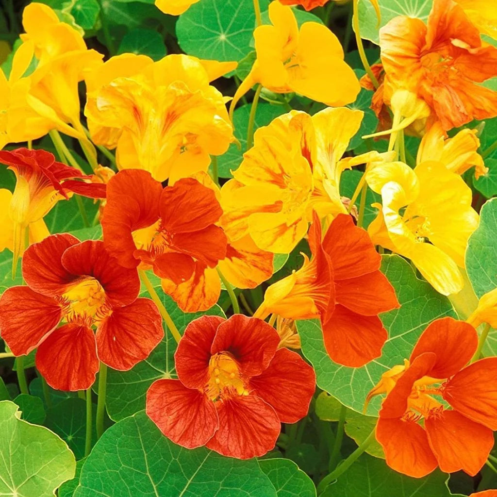 Nasturtium Flower Seeds for planting in home garden