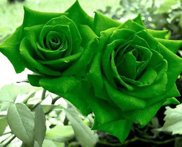 Green Dragon Rose Plant Seeds for Planting Non-GMO Heirloom Garden Seeds for Home Growing