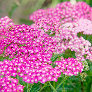 Heirloom Non-GMO Cerise Achillea Flower Seeds for Pollinator-Friendly Perennial Garden Planting