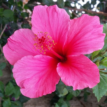 Heirloom Non-GMO Pink Hibiscus Rosa-Sinensis Flower Seeds for Planting – Exotic Tropical Garden Blooms