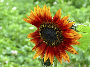 Yellow and Red Sunflower Seeds for Planting – Vibrant Bi-Color Blooms for Garden or Landscape