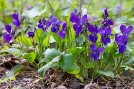 Viola Odorata Plant Seeds Purple for Planting NON GMO Seeds