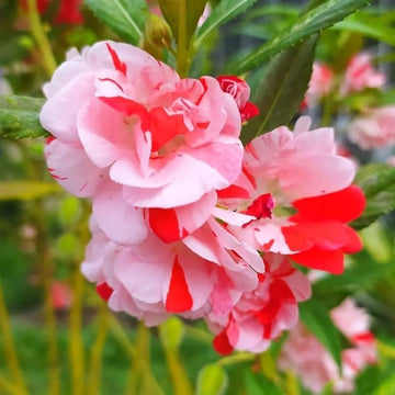 Balsam Flower Seeds for Planting, Fresh, NON GMO Seeds