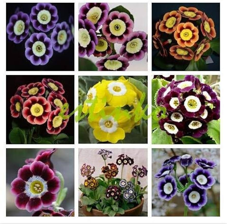 Mixed Auricula Flower Seeds for Planting - NON GMO Seeds for planting in home garden