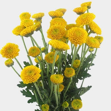 Heirloom Non-GMO Yellow Button Flower Seeds for Garden Planting – Bright Compact Blooms Variety