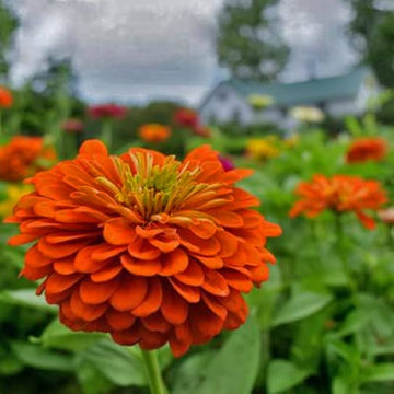 Orange Yellow Zinnia Flower Seeds for Planting – Vibrant, Non-GMO, Heirloom Seeds