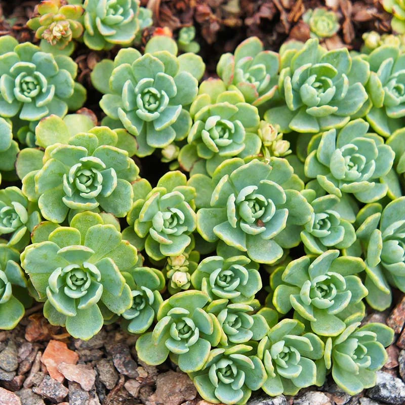 Green Cliff Stonecrop Seeds – Heirloom, Non-GMO Succulent Plant Seeds for Easy Garden Planting seeds for planting in home garden