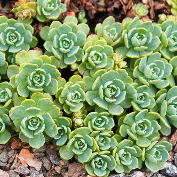 Green Cliff Stonecrop Seeds – Heirloom, Non-GMO Succulent Plant Seeds for Easy Garden Planting