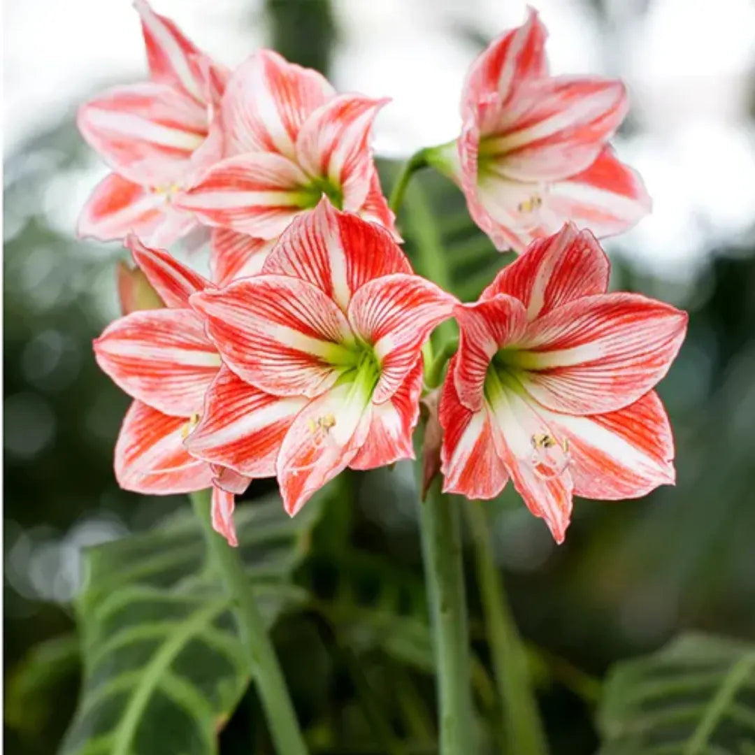 White Red Hippeastrum Flower Seeds for planting in home garden