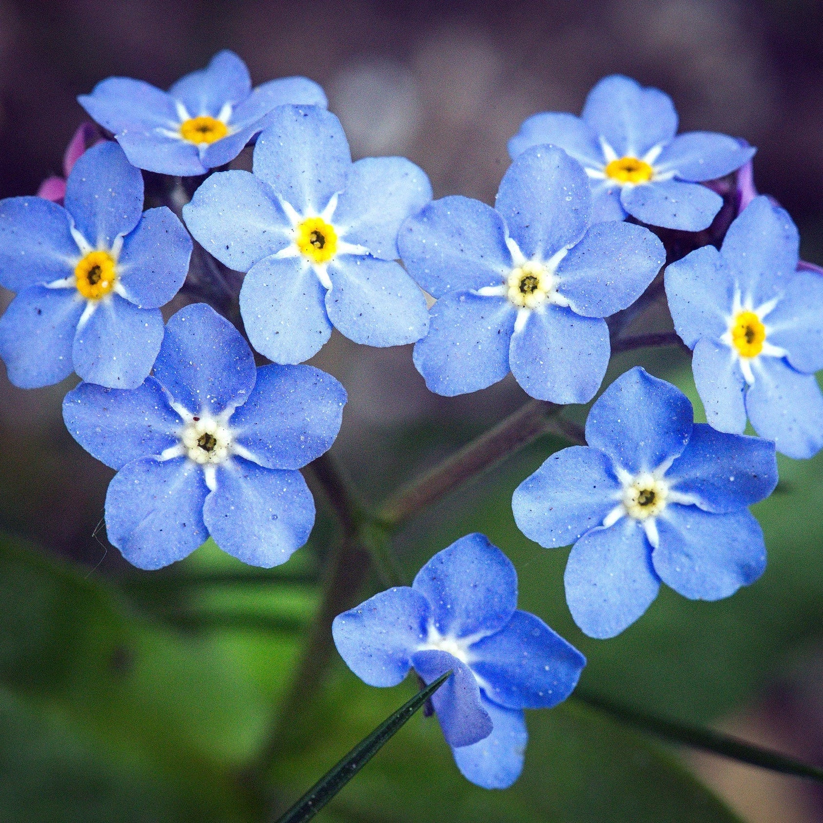 Organic Blue Myosotis Sylvatica Flower Seeds for Planting for planting in home garden
