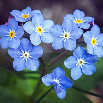 Organic Blue Myosotis Sylvatica Flower Seeds for Planting – Heirloom, Non-GMO