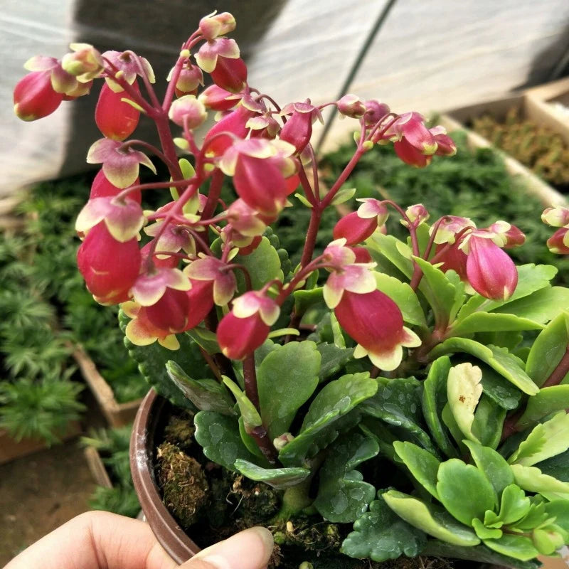 Heirloom Kalanchoe Wendy Flower Seeds, Non-GMO Charming Succulent Blooms for Garden Planting for planting in home garden