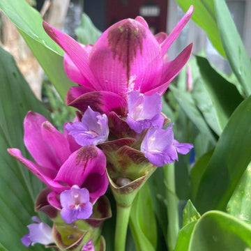Organic Purple Curcuma Flower Seeds for Planting – Heirloom, Non-GMO