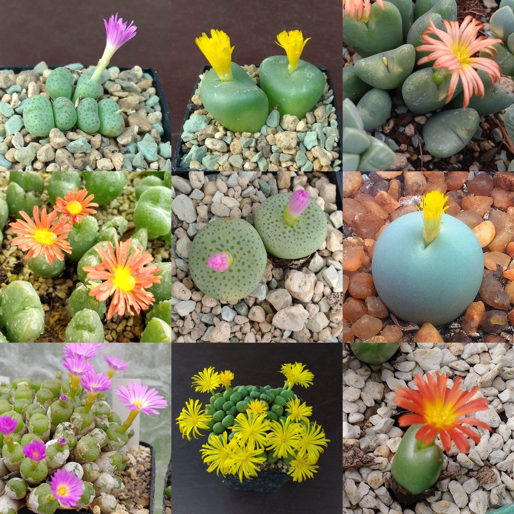 Mixed Conophytum Hammeri Plant Seeds for Planting, 100 pcs seeds for planting in home garden