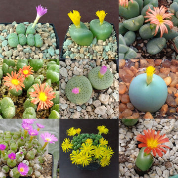 Mixed Conophytum Hammeri Plant Seeds for Planting, 100 pcs