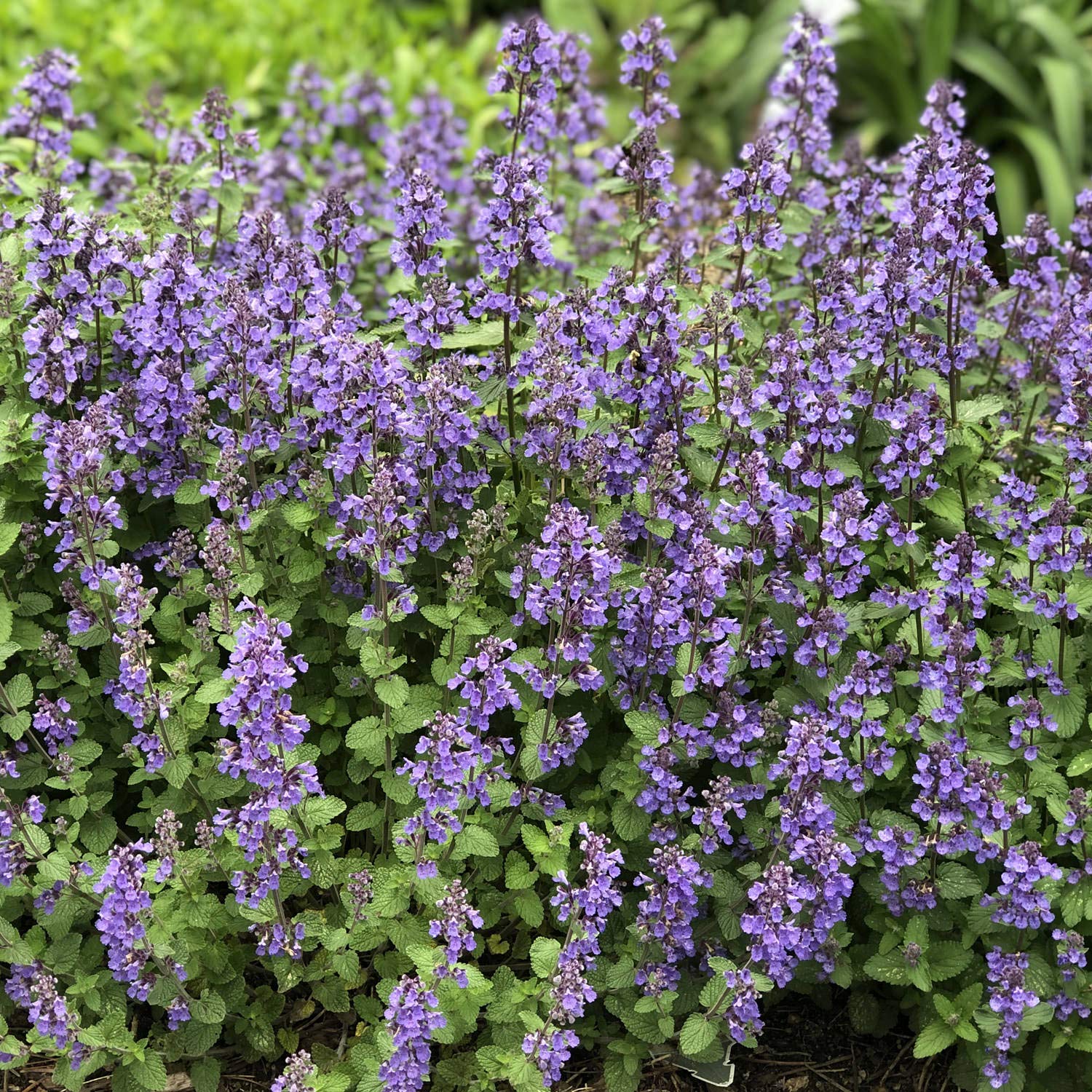 Heirloom Non-GMO Nepeta Mussinii Flower Seeds for Garden Planting for planting in home garden