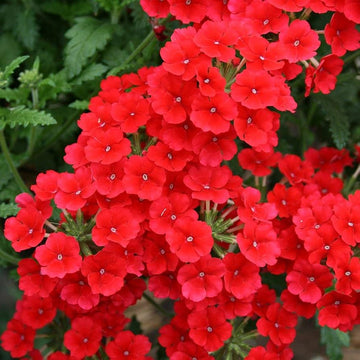 Heirloom Non-GMO Verbena Flower Seeds for Garden Planting – Colorful Blooms