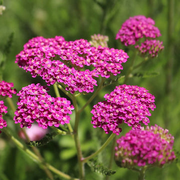 Heirloom Pink Achillea Yarrow Flower Seeds for Planting, Non-GMO