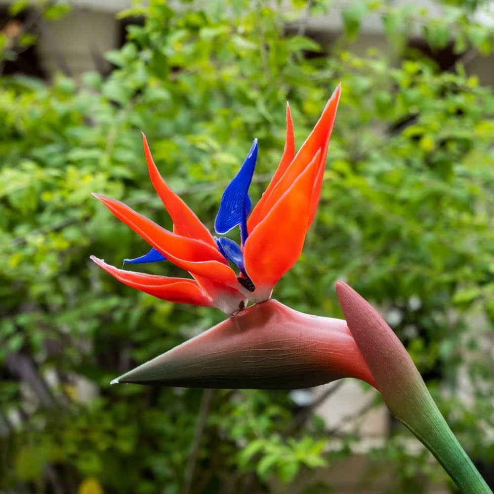 Heirloom Non-GMO Strelitzia Flower Seeds for planting in home garden