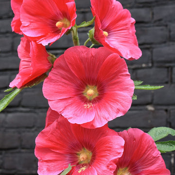 Hollyhock Red Flower Seeds for Planting – Organic, Heirloom, Non-GMO Seeds