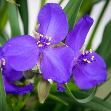 Organic Purple Spiderwort Flower Seeds for Planting – Heirloom, Non-GMO
