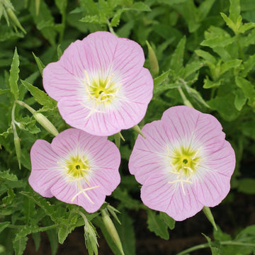Light Pink Primrose Flower Seeds – Heirloom Non-GMO Evening Blooms for Garden Ground Cover