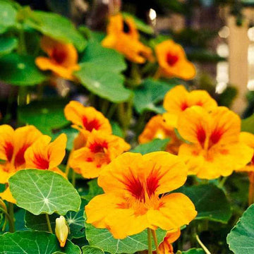 Heirloom Yellow Red Nasturtium Flower Seeds for Planting – Non-GMO, Vibrant Edible Blooms
