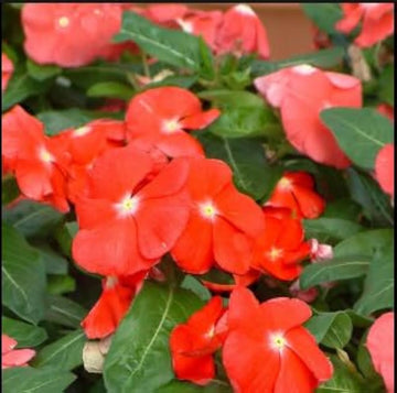 Heirloom Non-GMO Orange Periwinkle Flower Seeds for Bright and Low-Maintenance Garden Planting