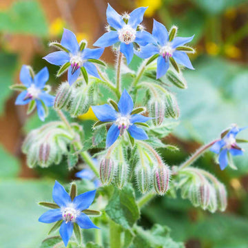 Borage Seeds for Planting – Organic, Heirloom, Non-GMO Flower & Herb Seeds
