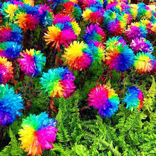 Chrysanthemum Rainbow Flower Seeds for Planting - NON GMO Seeds